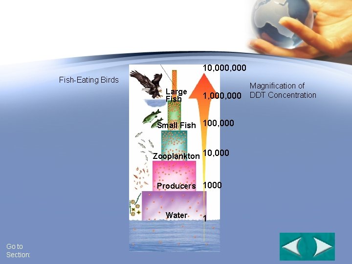 Figure 6 -16 Biological Magnification of DDT Section 6 -3 10, 000 Fish-Eating Birds