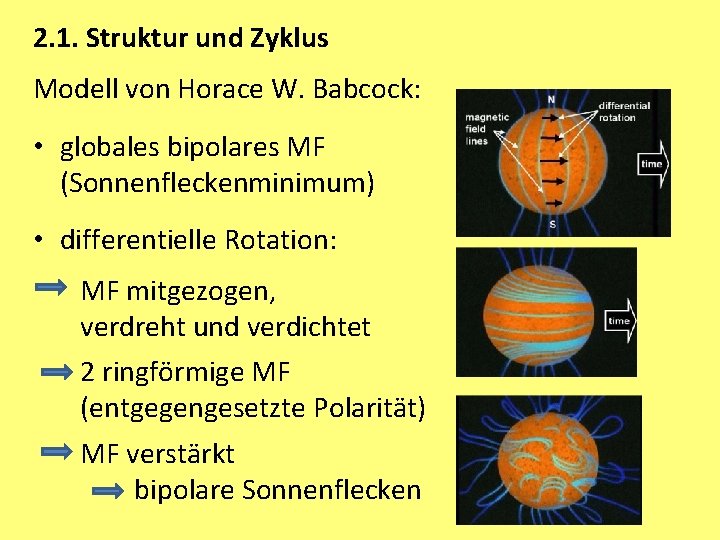 2. 1. Struktur und Zyklus Modell von Horace W. Babcock: • globales bipolares MF