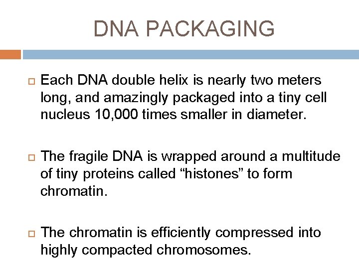 DNA PACKAGING Each DNA double helix is nearly two meters long, and amazingly packaged