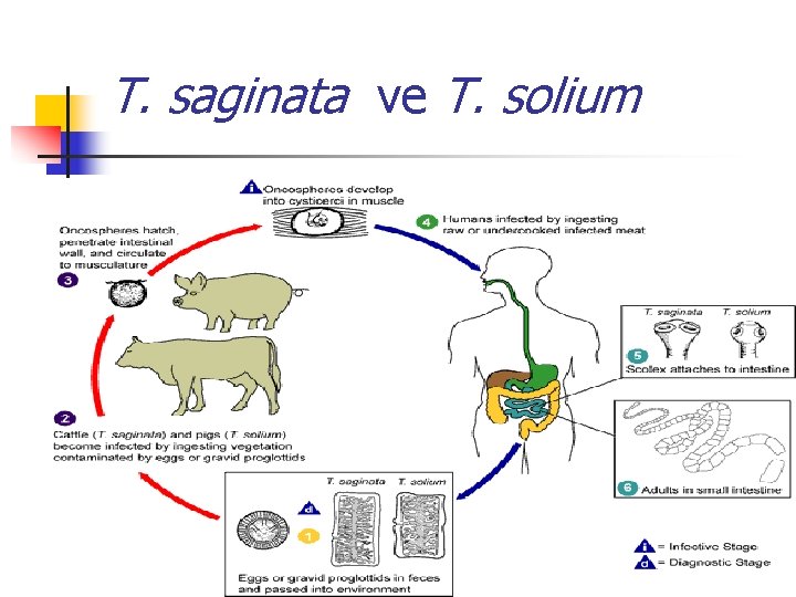 T. saginata ve T. solium 