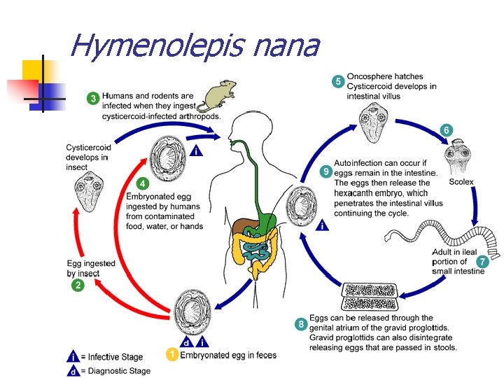Hymenolepis nana 