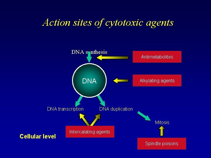 Action sites of cytotoxic agents DNA synthesis DNA transcription Antimetabolites Alkylating agents DNA duplication