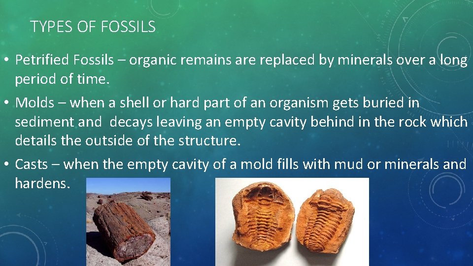 TYPES OF FOSSILS • Petrified Fossils – organic remains are replaced by minerals over