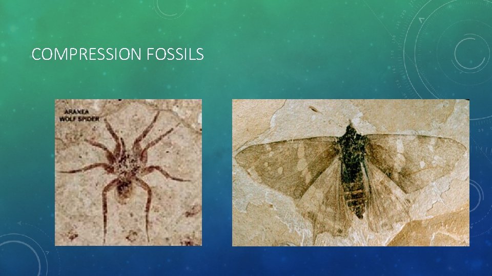 COMPRESSION FOSSILS 