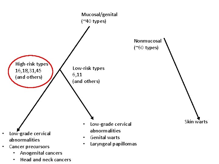 Mucosal/genital (~40 types) Nonmucosal (~60 types) High-risk types 16, 18, 31, 45 (and others)