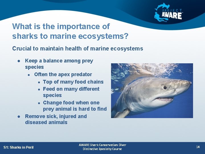 What is the importance of sharks to marine ecosystems? Crucial to maintain health of