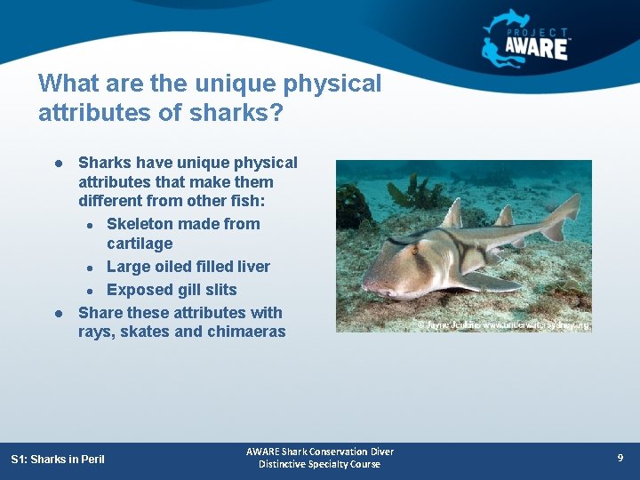 What are the unique physical attributes of sharks? l l Sharks have unique physical
