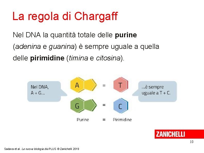 La regola di Chargaff Nel DNA la quantità totale delle purine (adenina e guanina)