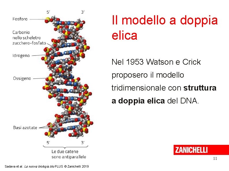 Il modello a doppia elica Nel 1953 Watson e Crick proposero il modello tridimensionale