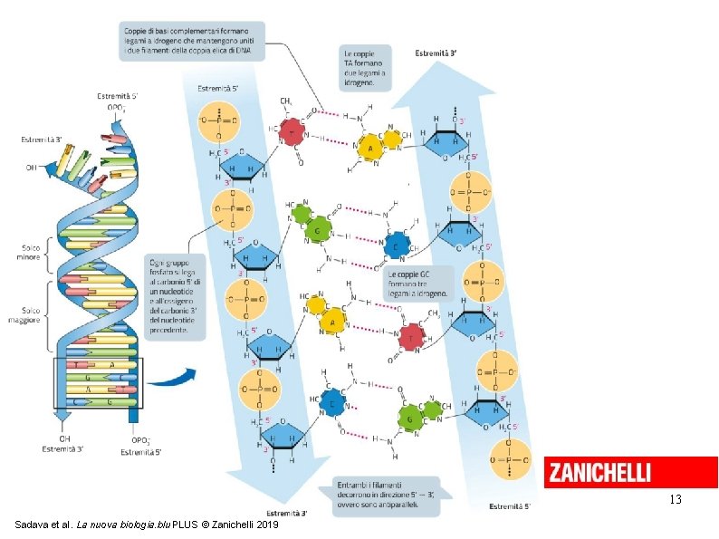 13 Sadava et al. La nuova biologia. blu PLUS © Zanichelli 2019 