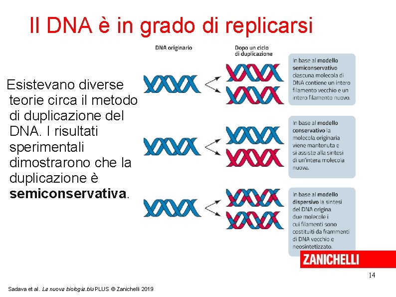 Il DNA è in grado di replicarsi Esistevano diverse teorie circa il metodo di