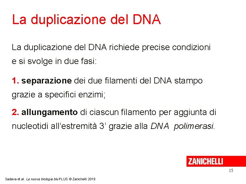La duplicazione del DNA richiede precise condizioni e si svolge in due fasi: 1.