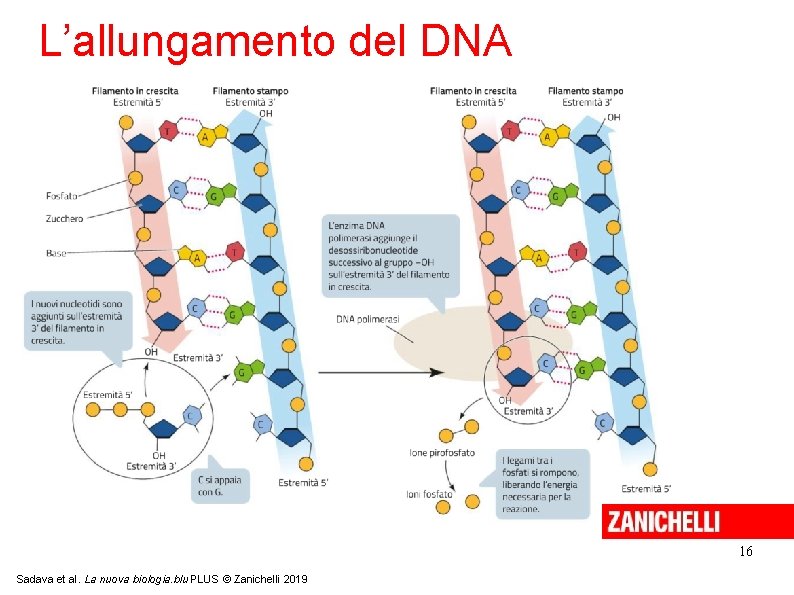 L’allungamento del DNA 16 Sadava et al. La nuova biologia. blu PLUS © Zanichelli