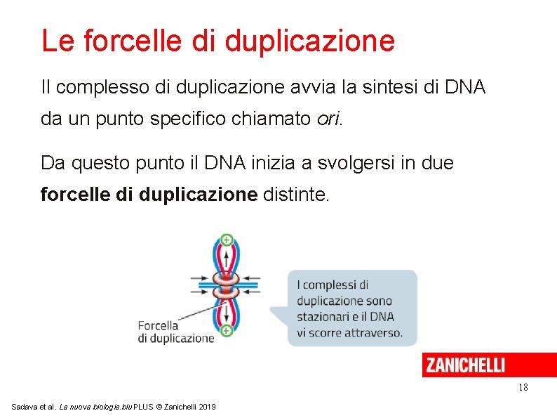 Le forcelle di duplicazione Il complesso di duplicazione avvia la sintesi di DNA da