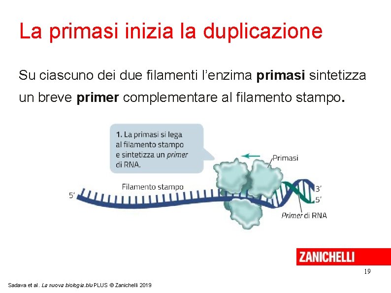 La primasi inizia la duplicazione Su ciascuno dei due filamenti l’enzima primasi sintetizza un