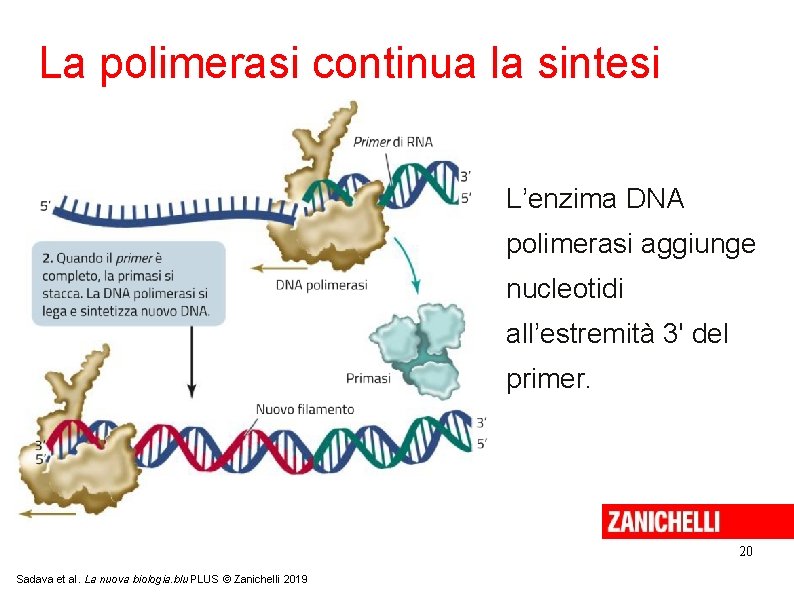 La polimerasi continua la sintesi L’enzima DNA polimerasi aggiunge nucleotidi all’estremità 3' del primer.