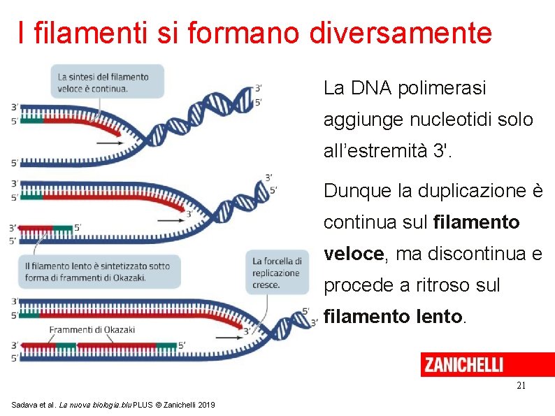 I filamenti si formano diversamente La DNA polimerasi aggiunge nucleotidi solo all’estremità 3'. Dunque