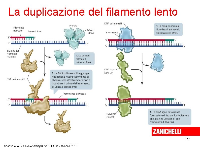 La duplicazione del filamento lento 22 Sadava et al. La nuova biologia. blu PLUS