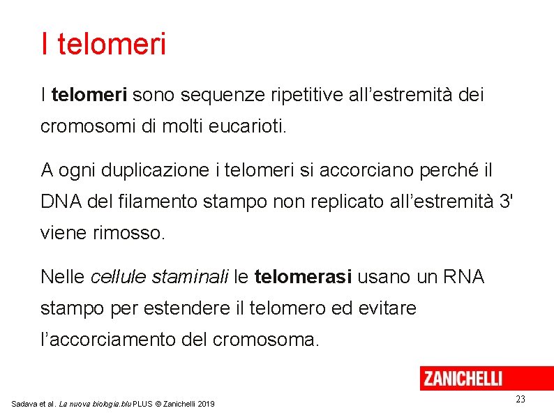 I telomeri sono sequenze ripetitive all’estremità dei cromosomi di molti eucarioti. A ogni duplicazione