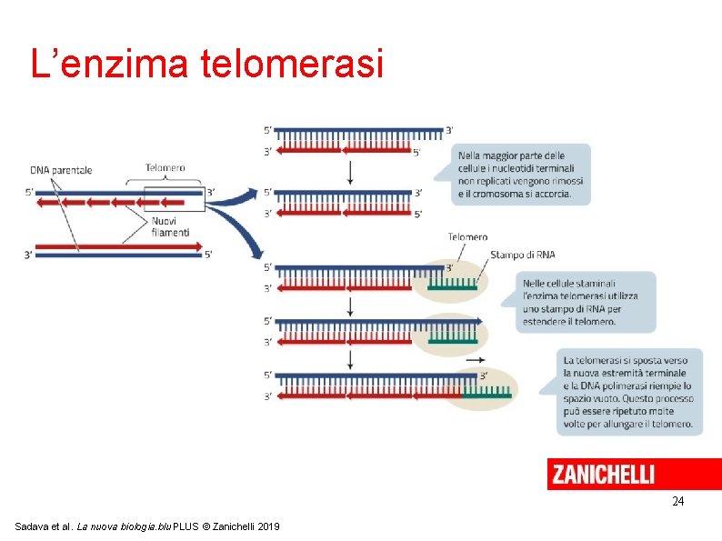 L’enzima telomerasi 24 Sadava et al. La nuova biologia. blu PLUS © Zanichelli 2019