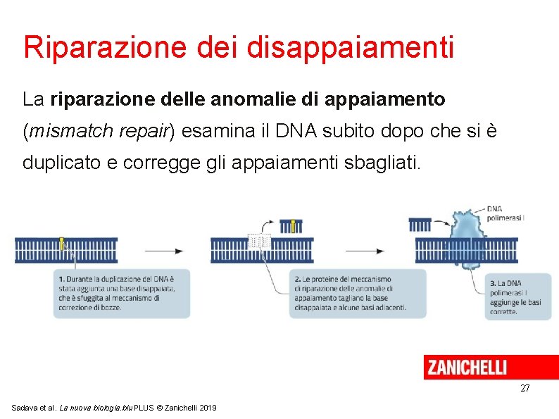 Riparazione dei disappaiamenti La riparazione delle anomalie di appaiamento (mismatch repair) esamina il DNA