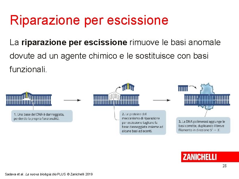 Riparazione per escissione La riparazione per escissione rimuove le basi anomale dovute ad un