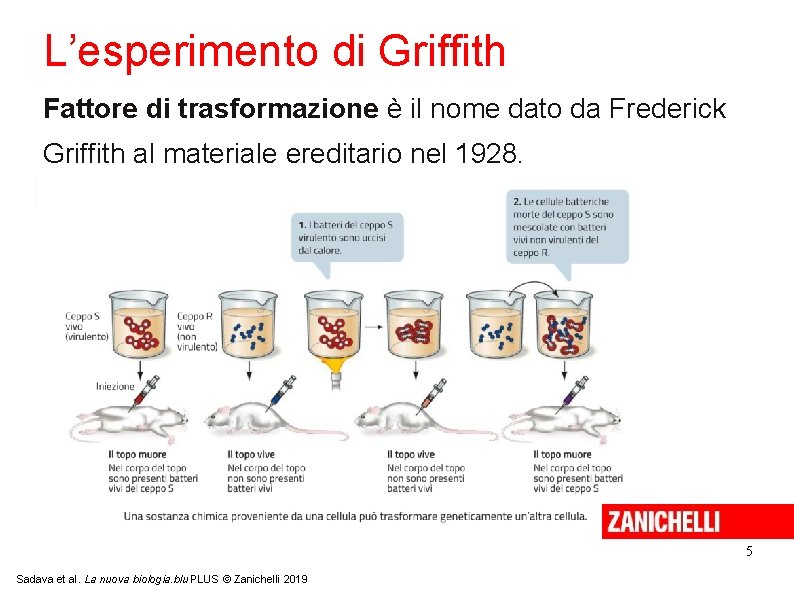 L’esperimento di Griffith Fattore di trasformazione è il nome dato da Frederick Griffith al