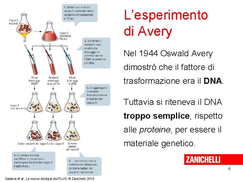 L’esperimento di Avery Nel 1944 Oswald Avery dimostrò che il fattore di trasformazione era