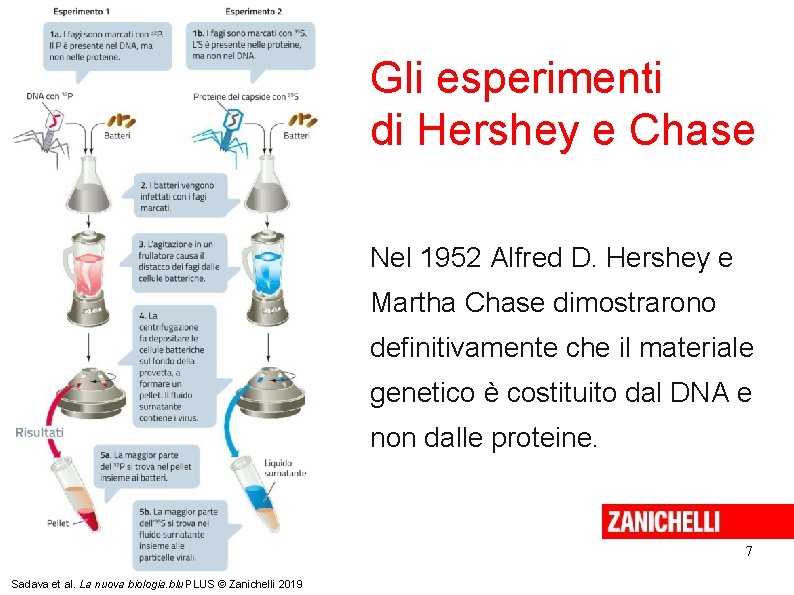 Gli esperimenti di Hershey e Chase Nel 1952 Alfred D. Hershey e Martha Chase