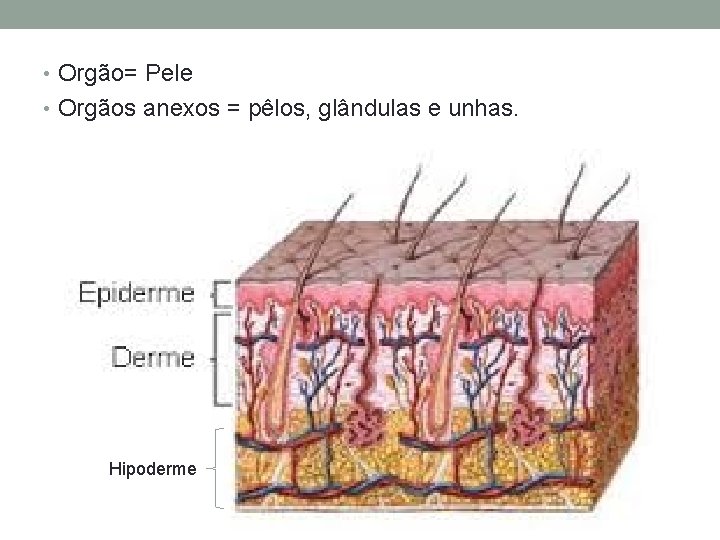  • Orgão= Pele • Orgãos anexos = pêlos, glândulas e unhas. Hipoderme 