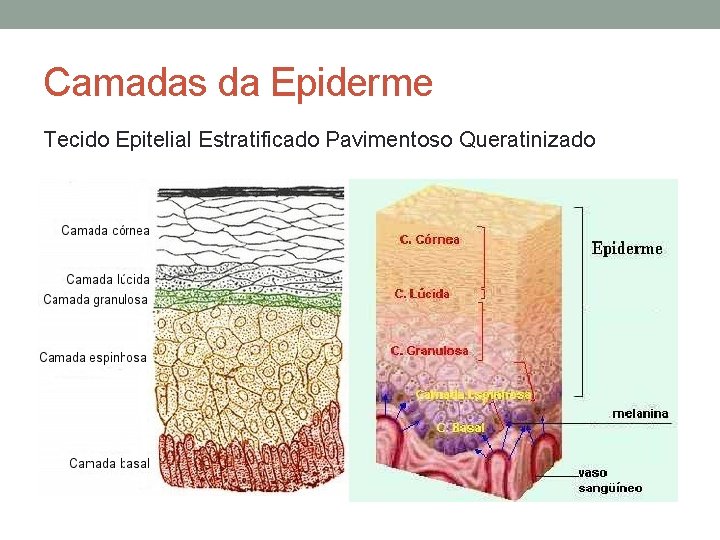 Camadas da Epiderme Tecido Epitelial Estratificado Pavimentoso Queratinizado 