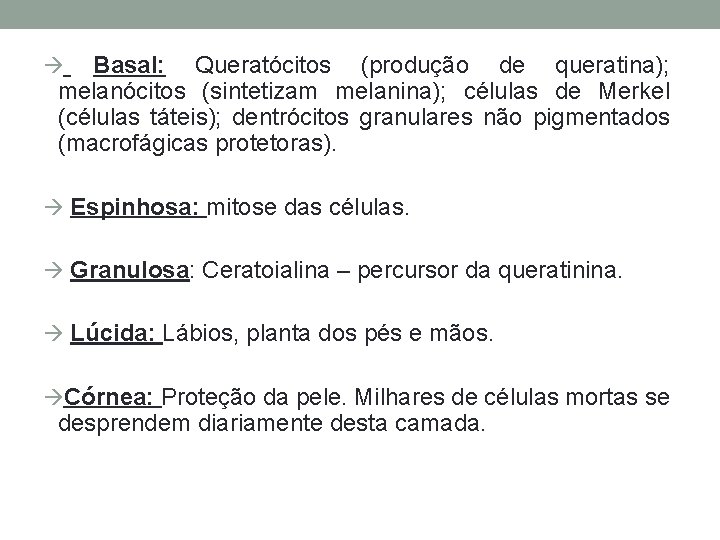 Basal: Queratócitos (produção de queratina); melanócitos (sintetizam melanina); células de Merkel (células táteis); dentrócitos
