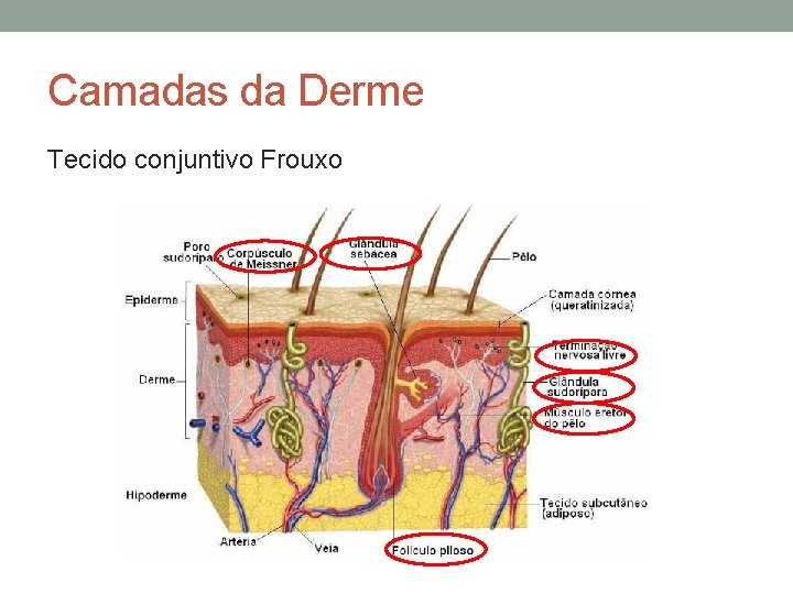 Camadas da Derme Tecido conjuntivo Frouxo 