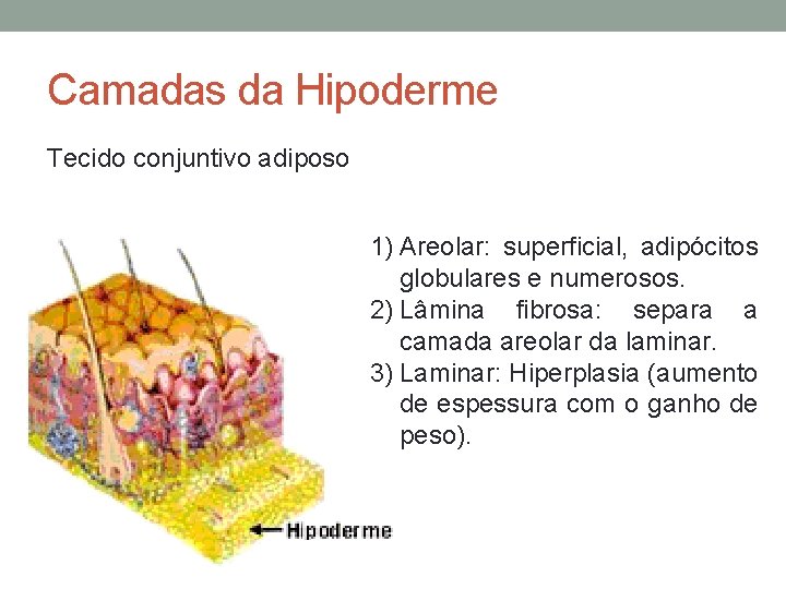 Camadas da Hipoderme Tecido conjuntivo adiposo 1) Areolar: superficial, adipócitos globulares e numerosos. 2)