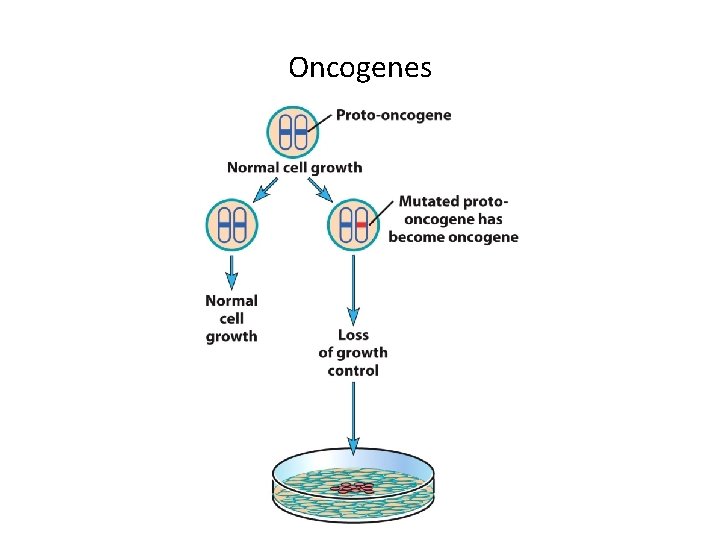 Oncogenes 