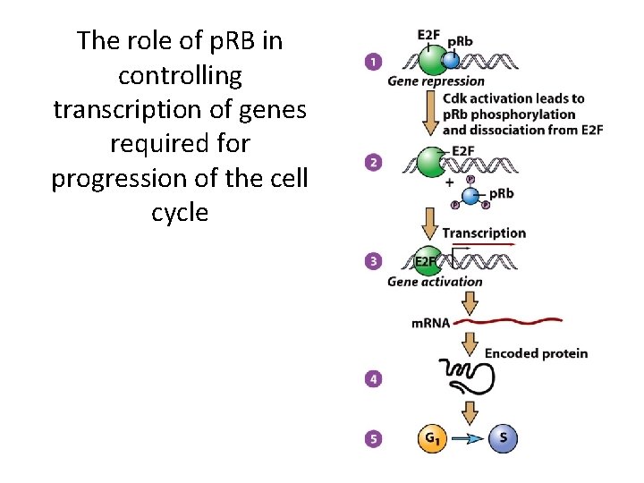 The role of p. RB in controlling transcription of genes required for progression of