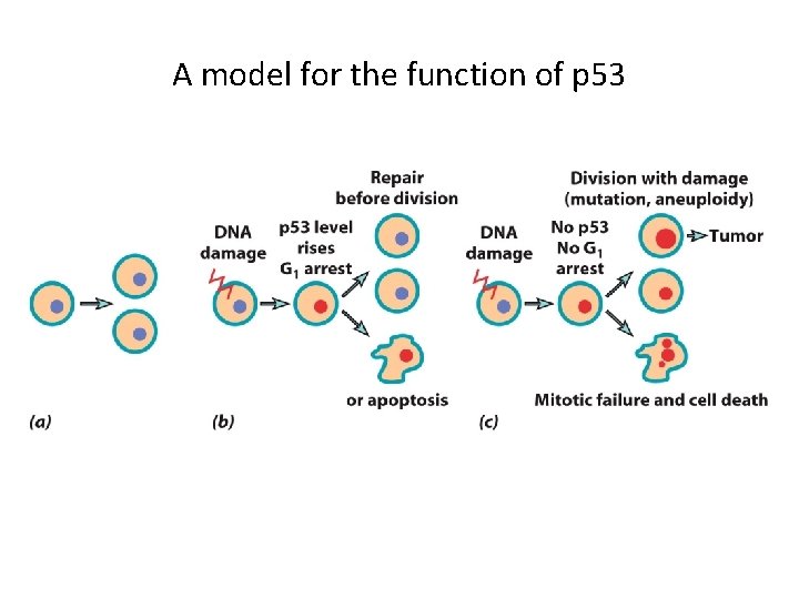 A model for the function of p 53 