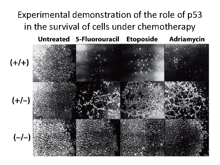 Experimental demonstration of the role of p 53 in the survival of cells under