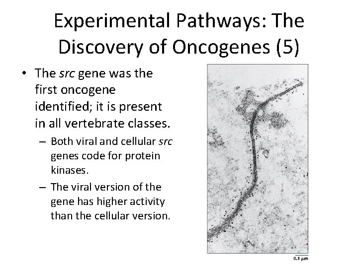 Experimental Pathways: The Discovery of Oncogenes (5) • The src gene was the first
