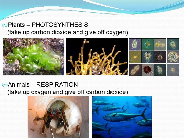  Plants – PHOTOSYNTHESIS (take up carbon dioxide and give off oxygen) Animals –