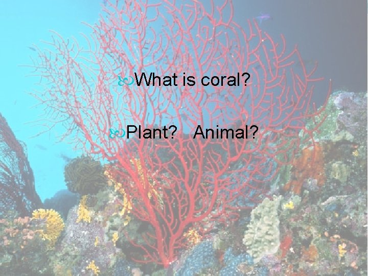  What is coral? Plant? Animal? 