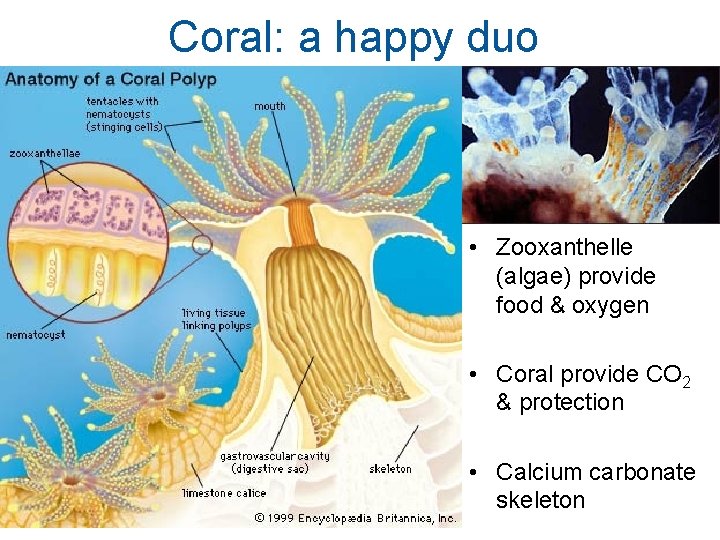 Coral: a happy duo • Zooxanthelle (algae) provide food & oxygen • Coral provide