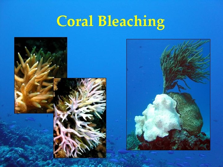Coral Bleaching 