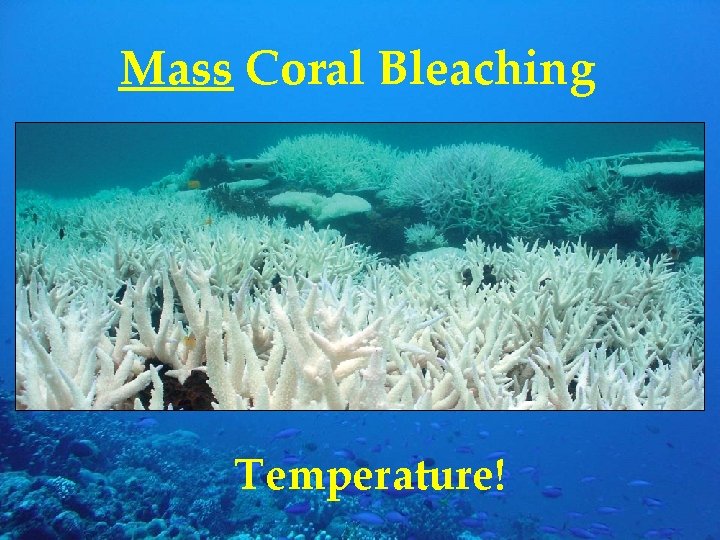 Mass Coral Bleaching Temperature! 