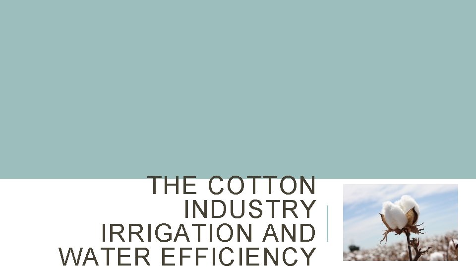 THE COTTON INDUSTRY IRRIGATION AND WATER EFFICIENCY 