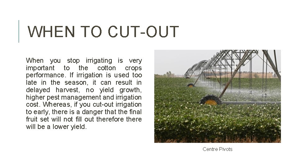 WHEN TO CUT-OUT When you stop irrigating is very important to the cotton crops