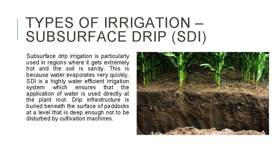 TYPES OF IRRIGATION – SUBSURFACE DRIP (SDI) Subsurface drip irrigation is particularly used in