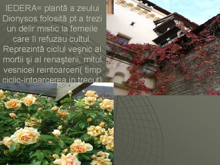 IEDERA= plantă a zeului Dionysos folosită pt a trezi un delir mistic la femeile