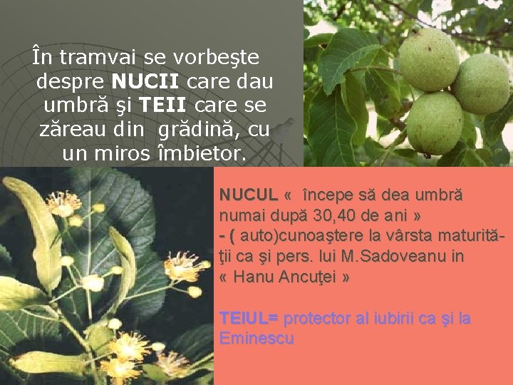 În tramvai se vorbeşte despre NUCII care dau umbră şi TEII care se zăreau