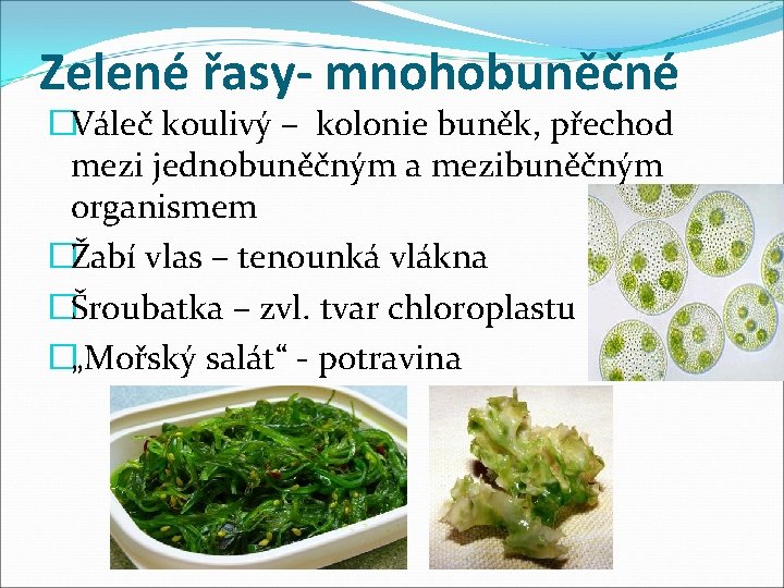 Zelené řasy- mnohobuněčné �Váleč koulivý – kolonie buněk, přechod mezi jednobuněčným a mezibuněčným organismem